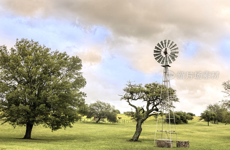家畜场，马球马在优秀的自然牧场，潮湿的Pampa, Córdoba，阿根廷。